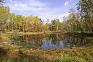 20 ft deep pond