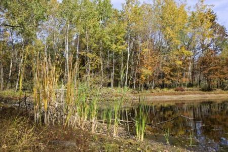 panfish and bass
