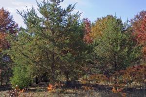 buildable site with wisconsin river deeded access