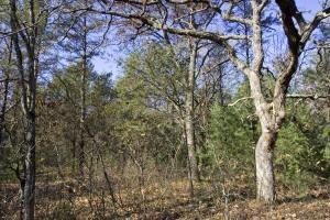 Wooded Parcel In Central Wisconsin