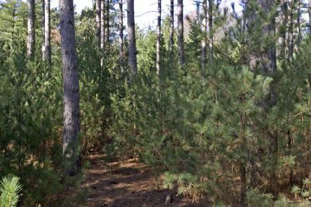 red row pines