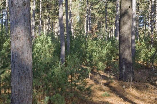Adams County Recreational Land For Sale