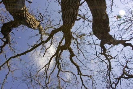 mature white oak trees