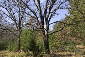 Wooded Acres In Central Wisconsin