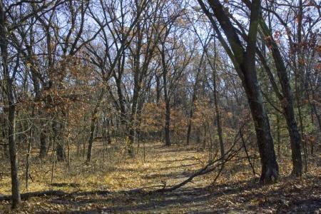 fully wooded acreage