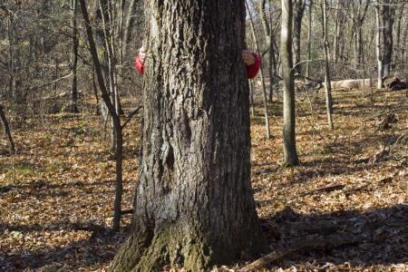 huge mature oak trees