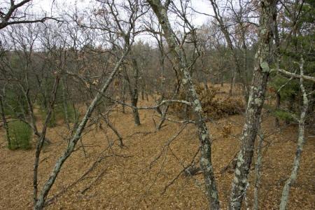 view from tree stand