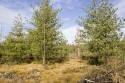buildable cabin site in central wisconsin