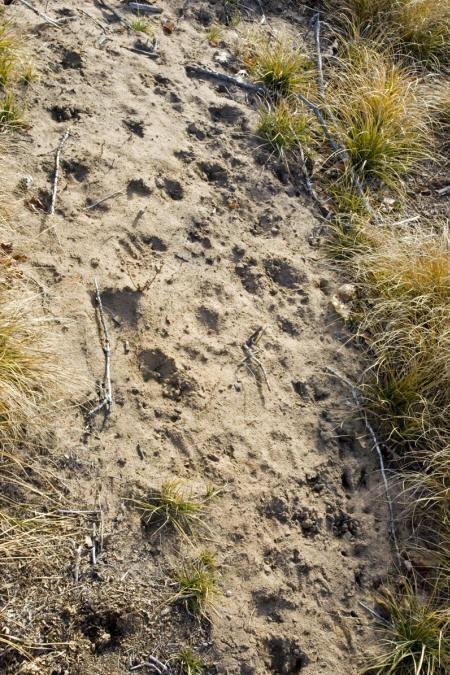 whitetail deer tracks