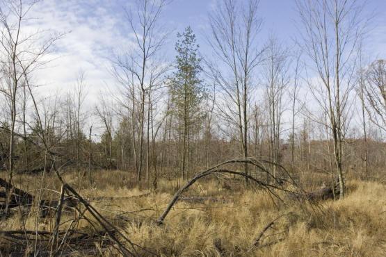 wooded land near castle rock lake