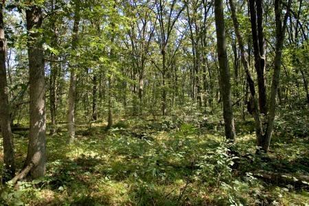 wooded building site near wisconsin dells