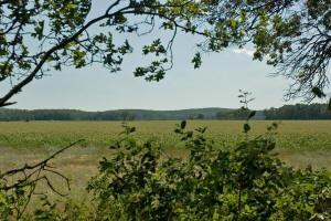 wooded acreage with potential wildlife