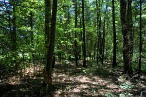 central wisconsin land for sale