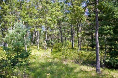 wooded parcel in central wisconsin