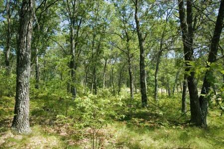 petenwell shores, wi