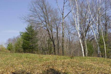 wooded with maples and mature pines