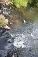 big roche-a-cri creek, wi