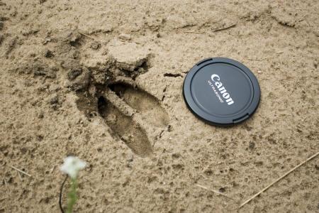 largely white tailed deer track