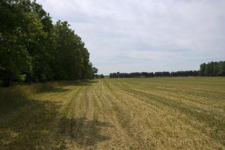 Camper or Build on this Central Wisconsin Meadow Property