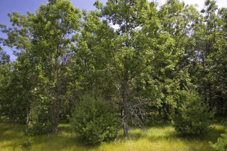 watch the Wisconsin wildlife