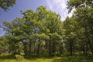 land for sale in Easton Township in Adams County Wisconsin