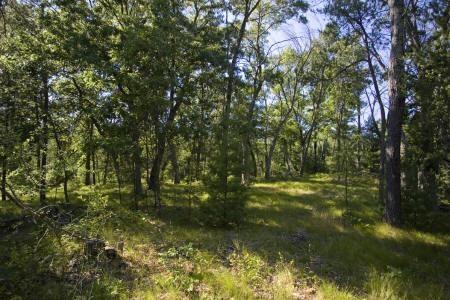 buy Wisconsin land in Adams County