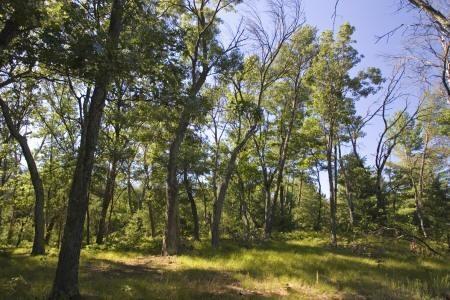 woodlot for sale in Dellwood Wisconsin