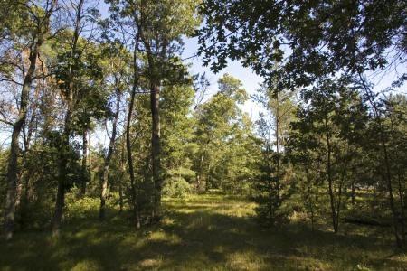 fully wooded land for sale