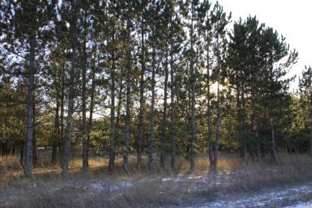 beautifully wooded land for sale in colburn township