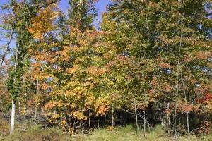 Wisconsin acres for sale with a pond