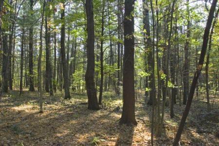 wooded building site for sale