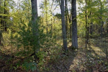 property for sale in Petenwell Landing