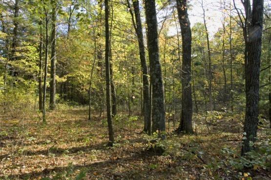 Acreage in Petenwell Landing, Central WI.