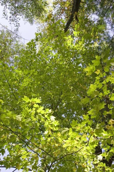 property for sale in the Petenwell Lake and Castle Rock Lake area