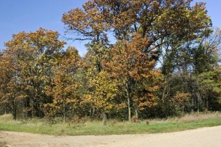 wooded lot with access to a small fishing Lake