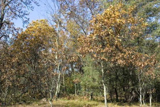 cabin site for sale, Central Wisconsin
