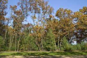 wooded property for sale near the Wisconsin River