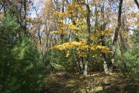 15 minutes from Roche-A-Cri State Park, wi
