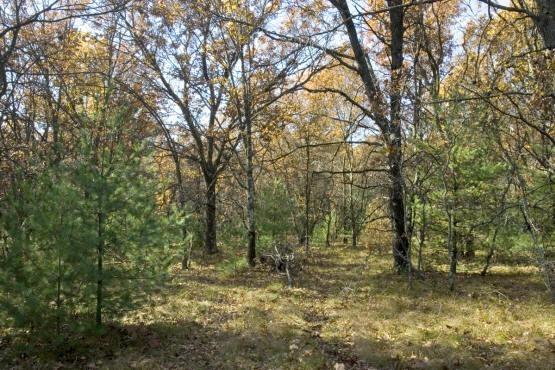 Land for Sale in Central Wisconsin