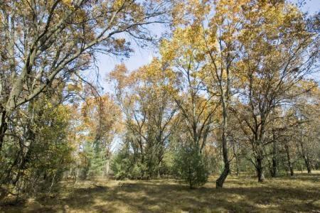 plenty of deer and turkey on this property