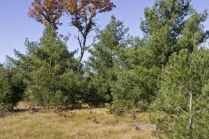 Eastern Shores camping allowed on this wooded lot
