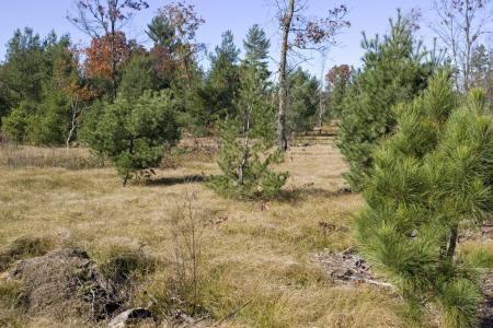 5 Acres - Level Terrain for Building