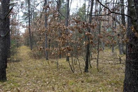 Central Wisconsin Land for Sale in&nbsp;Adams County by Public Land.