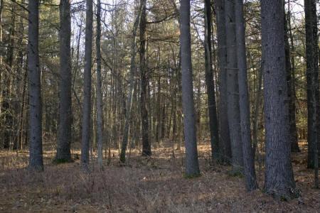 Log Home is on 1.89 Wooded Acres, located in Petenwell Landing
