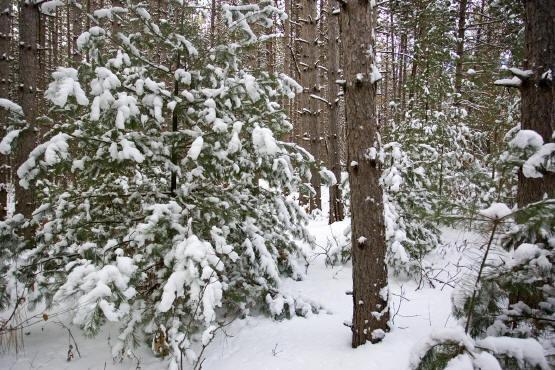 property for sale byRoche three State Park & friendship Lake, WI