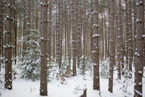 building site for sale in central Wisconsin