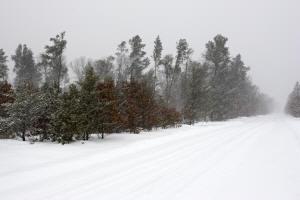 cozy cabin site abutting public land