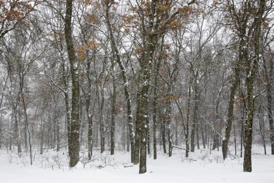 central wisconsin land for sale in adams county
