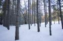 5 Acres Of Row Pines In Adams County