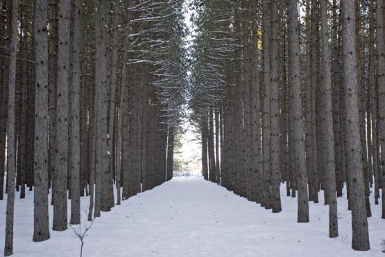 camp or build on 5 acres of wooded row pines.